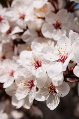 Fototapeta premium Blooming tree in the garden