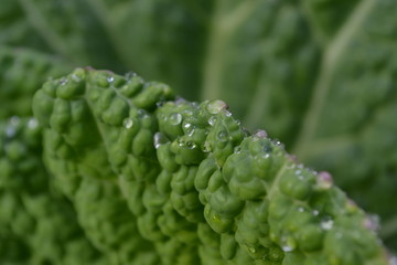 close up of a green plant