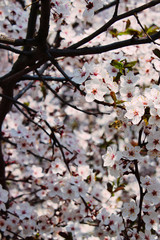 Bee collecting nectar from a flowering tree
