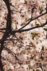 Bee collecting nectar from a flowering tree