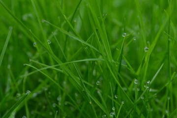 macro photography green grass with dew