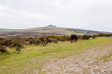 Dartmoor, Devon, Hound Tor, Heidelandschaft, Moor, Wanderweg, Fr&uuml;hling, S&uuml;dengland