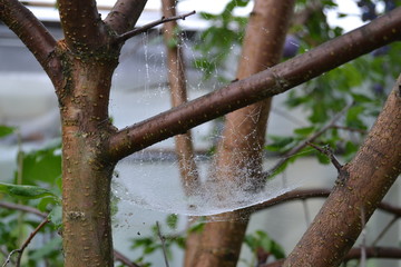 web with dew drops on the tree
