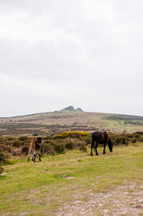 Dartmoor, Devon, Hound Tor, Moorlandschaf, Wanderweg, Südengland, Frühling, England