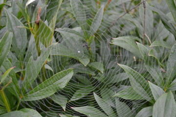 spider web close-up on leaf background