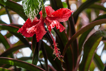 Close-up of hibiscus flower on green background. A bright red hibiscus flower with drops after a rain on the petals blooms in the garden, Palau.