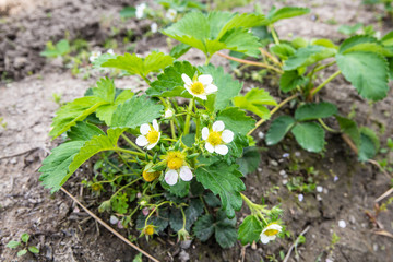 畑でみつけた「平凡なイチゴの花」