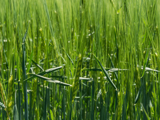 Background cereal stalks in summer