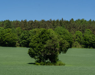 Field an trees in summer