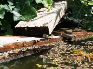 Ring snake near water