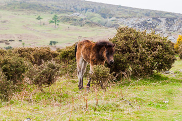 Dartmoor, Devon, Heidelandschaft, Wanderweg, Moor, Naturschutz, Pferde, Frühling, Südengland