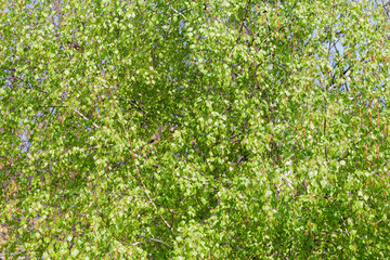 Fototapeta na wymiar Background of the birch branches with young leaves and catkins