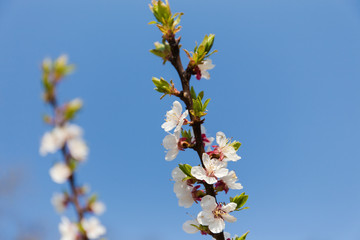 Branches of flowering apricot close-up against clear sky