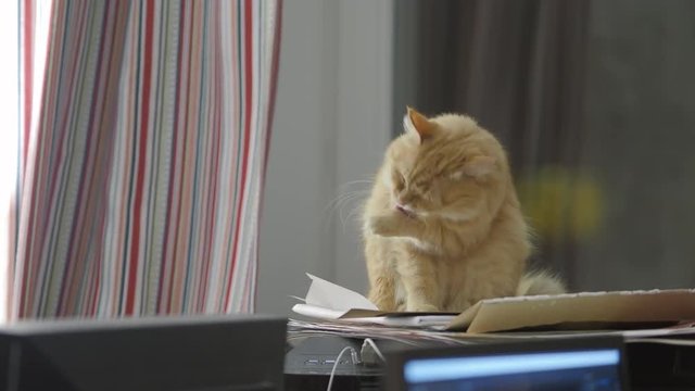 Cute ginger cat licking on computer system unit. Fluffy pet at home.