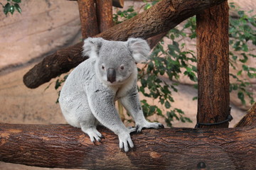 koala