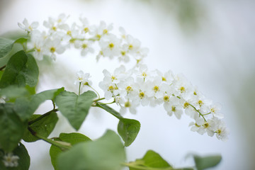 Fototapeta premium Cherry branch with white flowers
