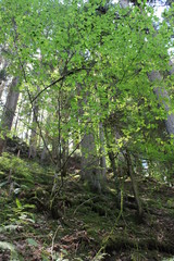 forest