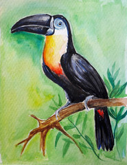 Toucan bird water color art illustration