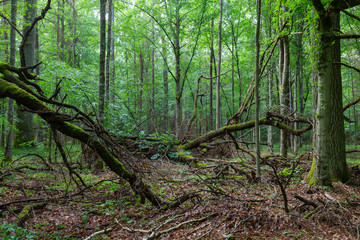 Dead oak branches lying moss wrapped