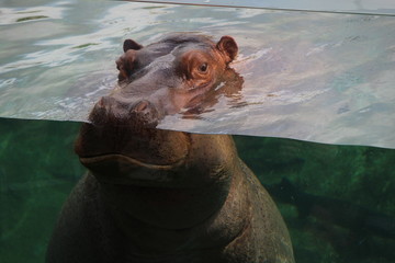 hippopotame