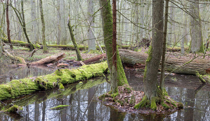 Fototapeta na wymiar Springtime wet mixed forest with standing water