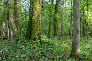 Natural mixed stand of Bialowieza Forest
