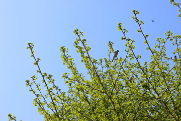 봄의 나무가지 잎