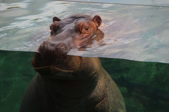 1 975 Best Hippopotame Images Stock Photos Vectors Adobe Stock 1 975 Best Hippopotame Images Stock Photos Vectors Adobe Stock