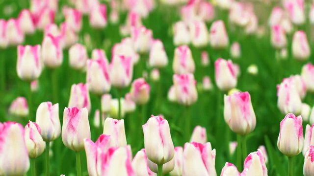 Closeup view of beautiful white and pink delicate colors tulips flowers growing outdoors on spring windy day. 4k video footage.