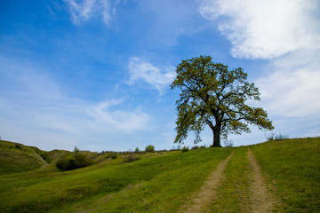 Scenic view of lone oak tree in green countryside