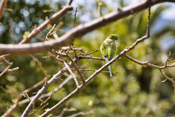 Oiseau sur un arbre