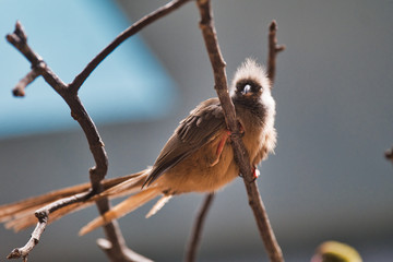 Oiseau