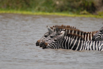 Zebra drinking