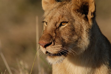 Lion cub