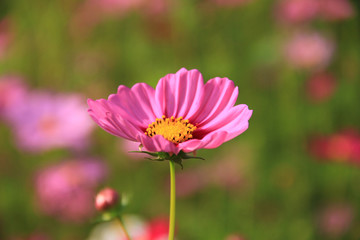 Fototapeta premium Sweet pink cosmos flowers are blooming in the outdoor garden with blurred natural background, So beautiful.