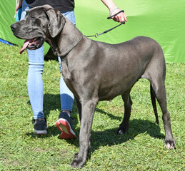 Large german gray dog