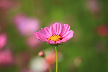 Sweet pink cosmos flowers are blooming in the outdoor garden with blurred natural background, So...