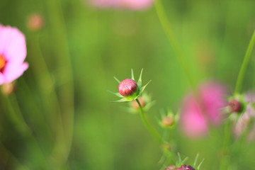 Sweet pink cosmos flowers are bud in the outdoor garden with blurred natural background, So beautiful.