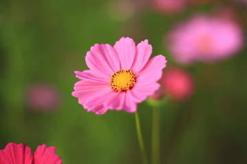 Obraz premium Sweet pink cosmos flowers are blooming in the outdoor garden with blurred natural background, So beautiful.