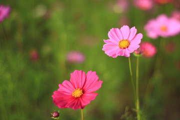 Sweet pink cosmos flowers are blooming in the outdoor garden with blurred natural background, So beautiful.