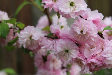 pink flowers in garden
