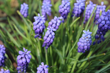 blue flowers in garden
