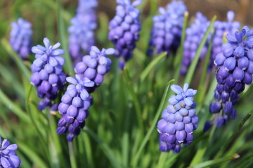 blue flowers in the garden