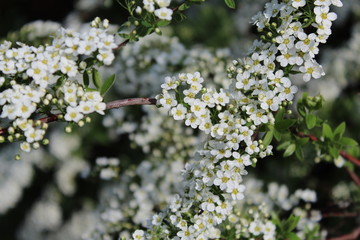 blooming apple tree in spring