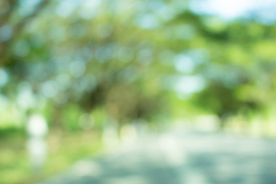 the nature background abstract, blur nature background, green leaf in nature background