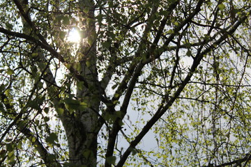 tree in spring