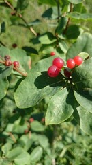 wild wild berries on a branch