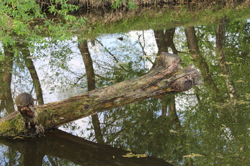 old wooden bridge in the forest