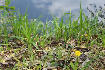 green grass and yellow flowers