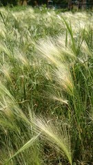 Feathers of grass in the sunlight, swaying in the wind wind.